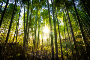 beautiful landscape of bamboo grove in the forest at arashiyama kyoto 300x200 - Actualidad